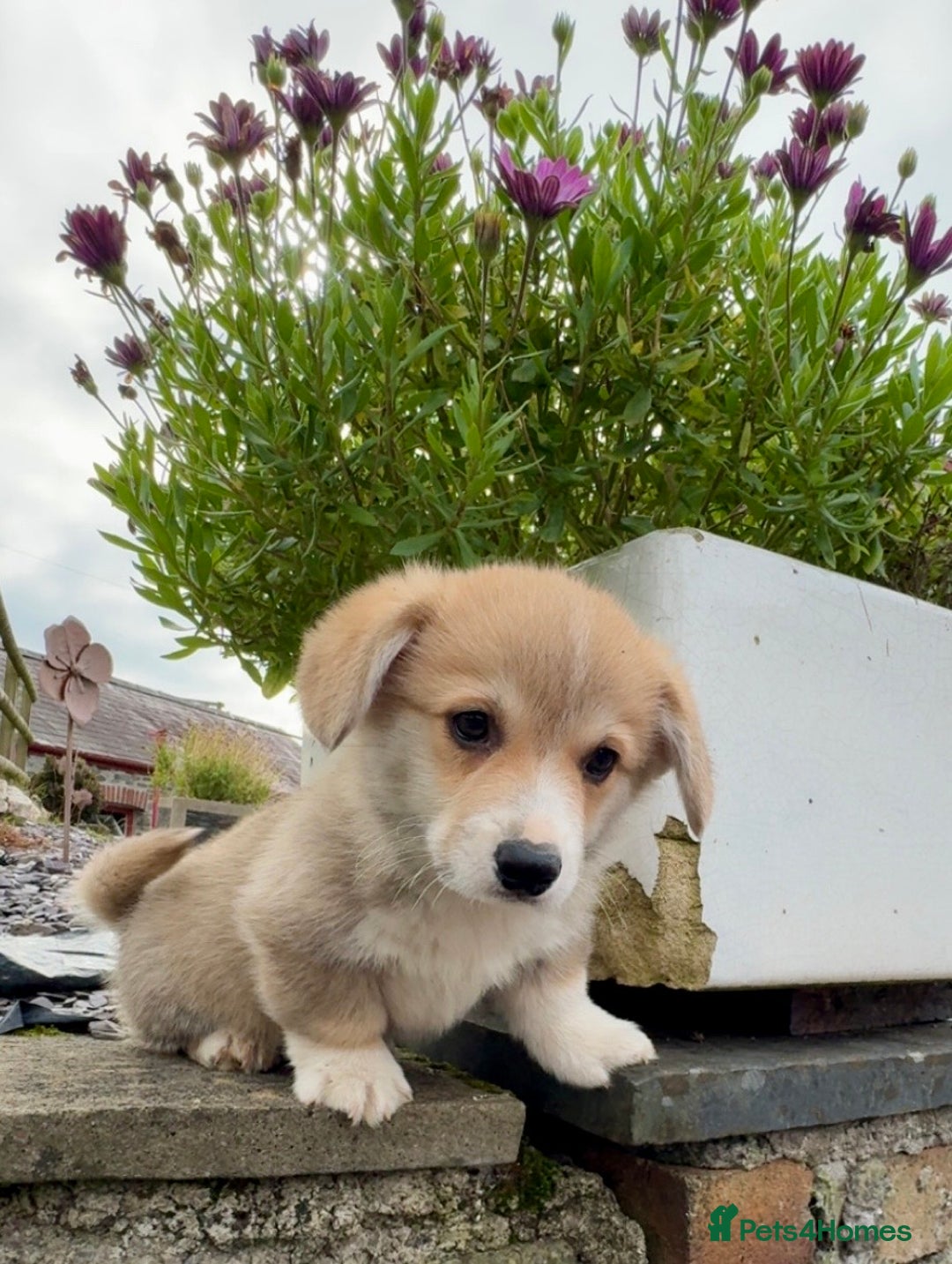 Welsh Corgi Pembroke dogs for sale: Stunning KC Registered Corgis - Image 17