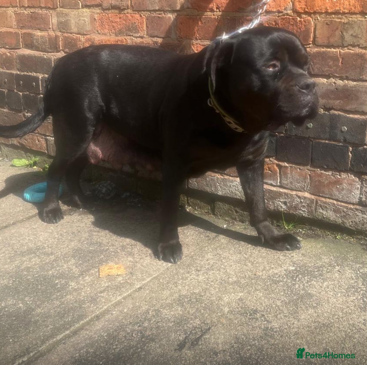 Rottweiler dogs rottweiler pups - Advert 1