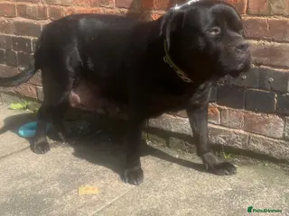 Rottweiler dogs rottweiler pups - Advert 1