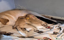 Mixed Breed dogs for sale: 🔥❤️ Beautiful labrador fur baby’s 🔥❤️ - Image 1