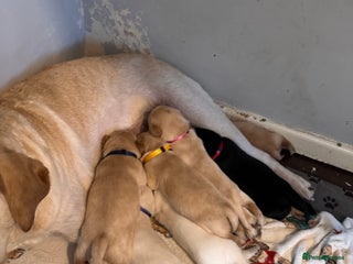 Mixed Breed dogs - Advert 34