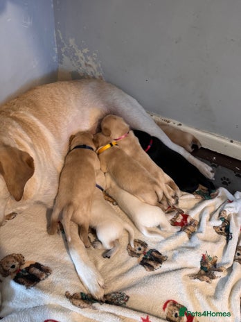 Mixed Breed dogs - Advert 15