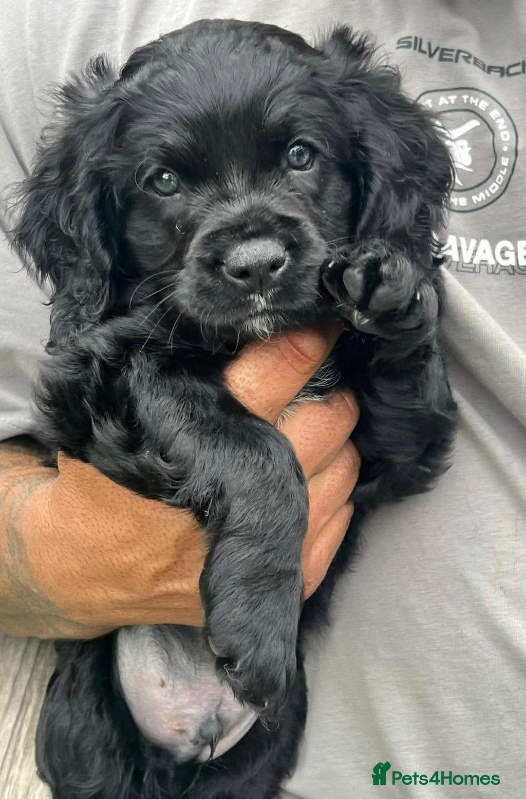 Cavapoo dogs for sale: Cavapoo puppies  - Advert 2