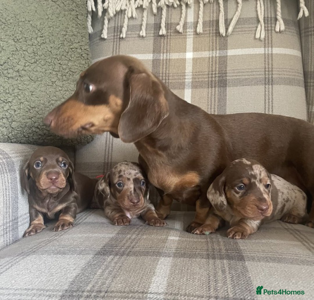 Miniature Dachshund dogs for sale: LOVELY MINIATURE DACHSHUNDS PUPPIES - Image 3