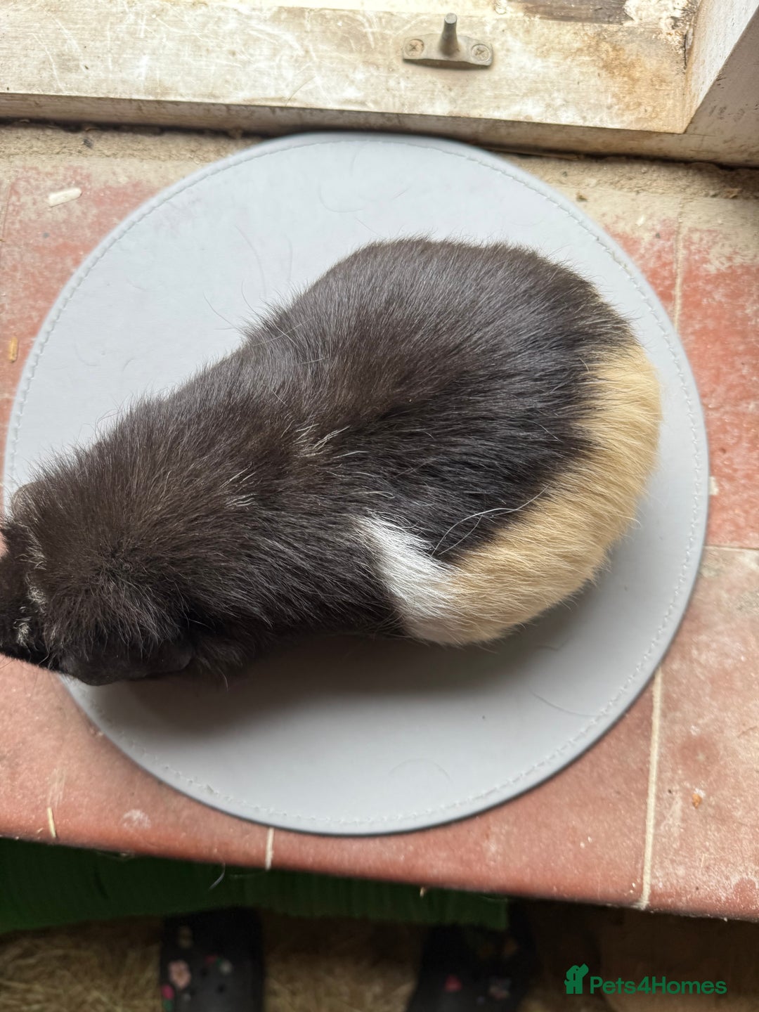 Guinea Pig rodents for sale: 3 sows looking for new 🏡 - Image 6