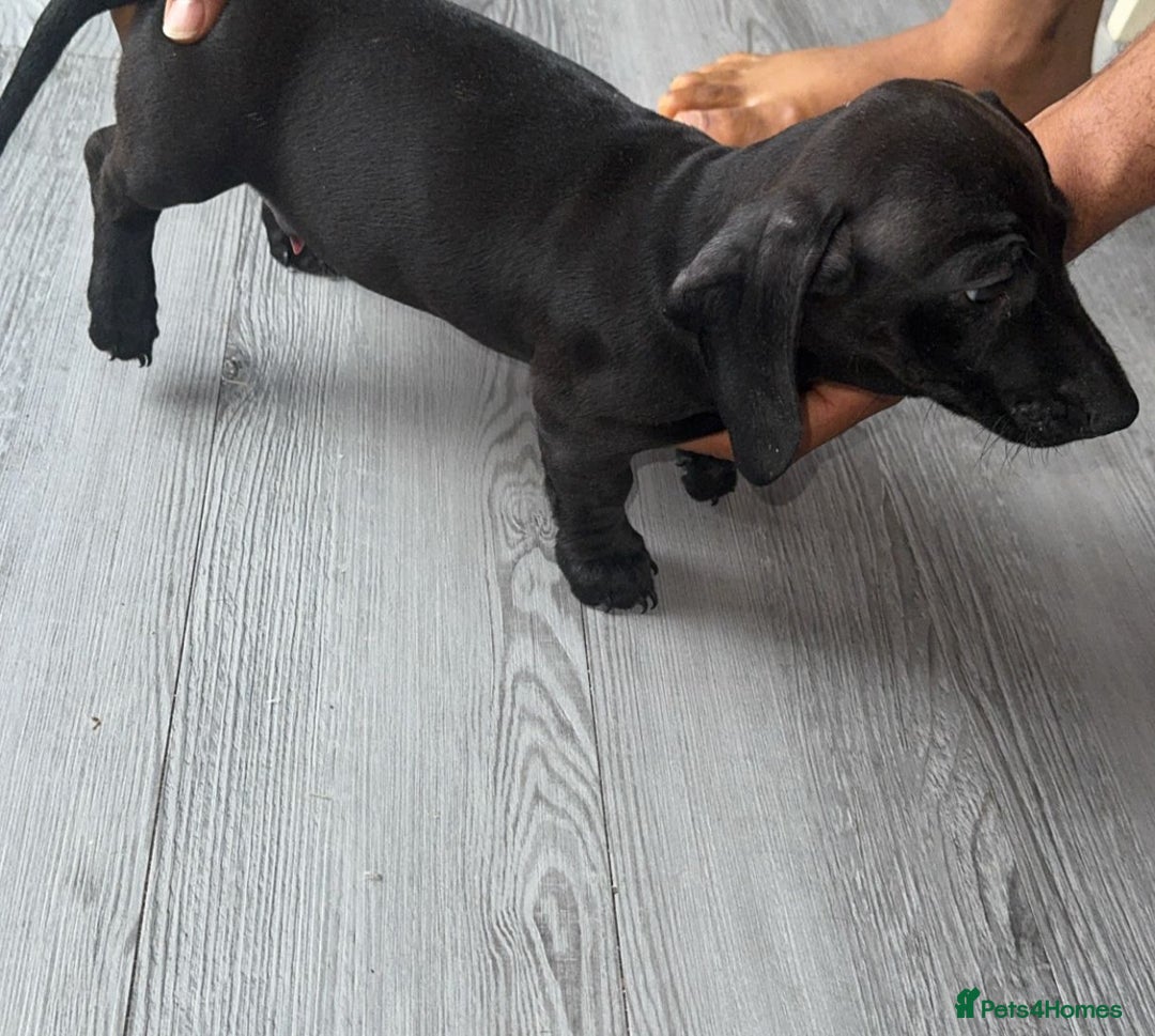 Miniature Dachshund dogs for sale: Last girl ready to go. Beautiful mini dachshund. in Coalville - Image 8