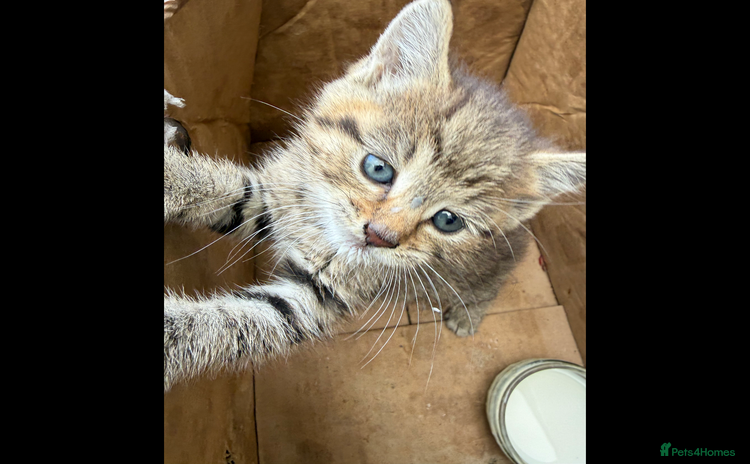 Domestic Shorthair cats - Advert 3