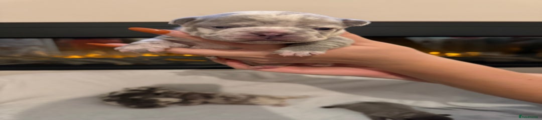 French Bulldog Puppy 2