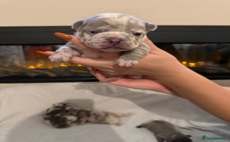 French Bulldog dogs Beautiful blue and lilac merle French bulldogs - Advert 14