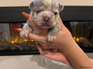 French Bulldog dogs Beautiful blue and lilac merle French bulldogs - Advert 3