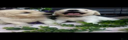 Golden Retriever dogs for sale: 9 exceptional Golden retriever  - Advert 8