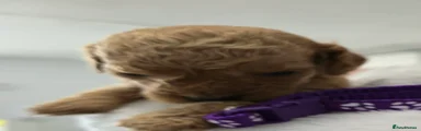 Cockapoo 4
