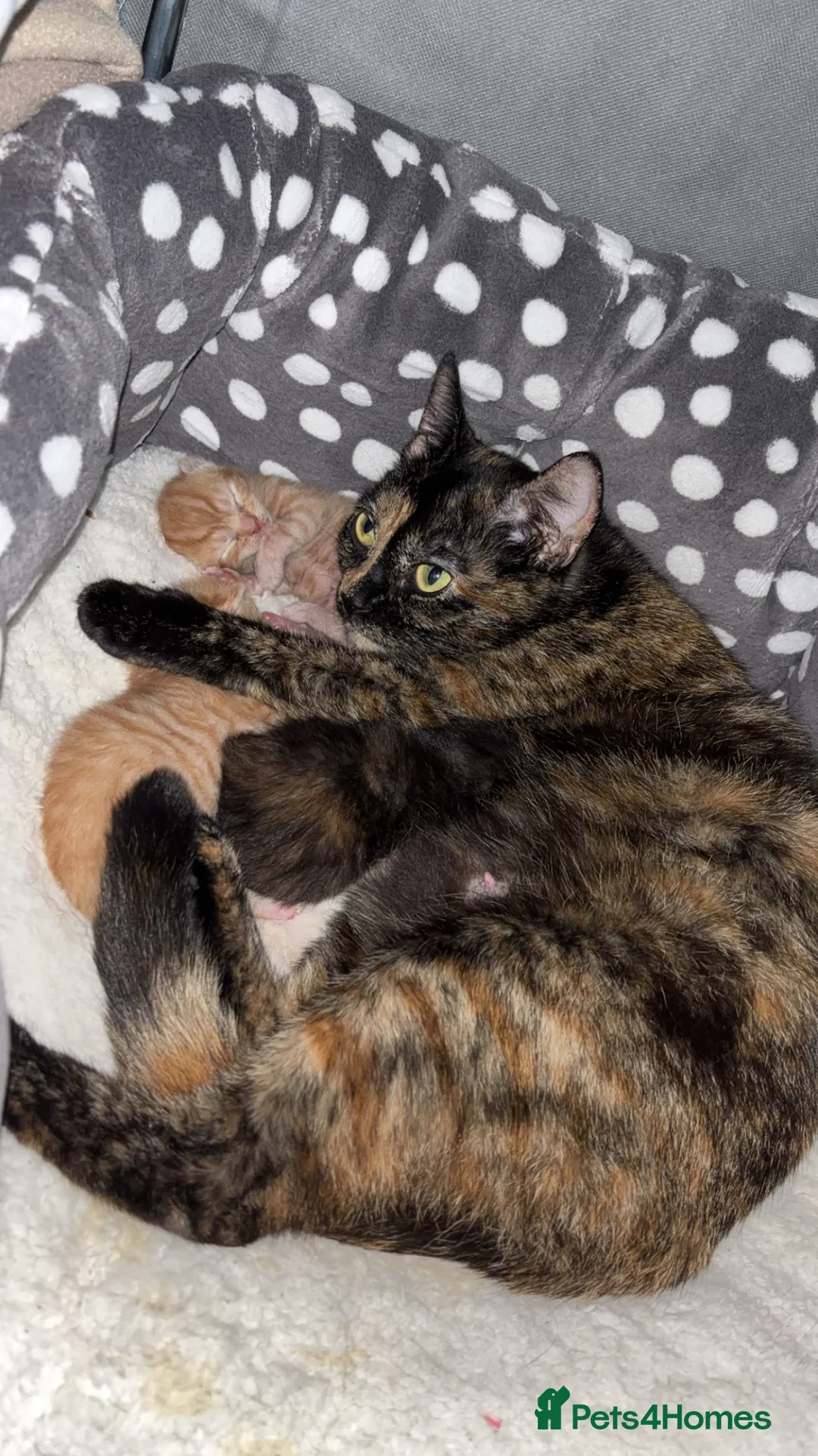 Domestic Shorthair cats for sale: Beautiful Kittens - Advert 3