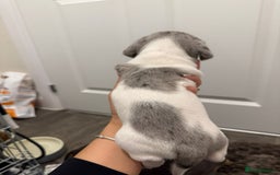Miniature Dachshund dogs for sale: 4 MINIATURE DACHSHUND PUPPIES 🤍  - Image 3