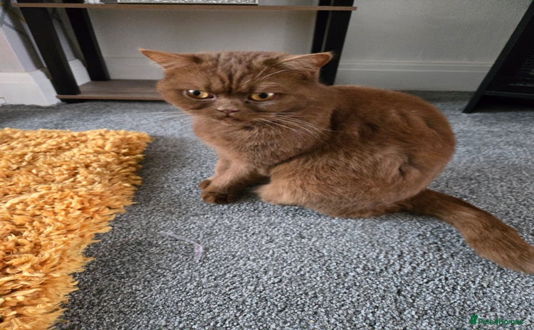 British Shorthair cats - Advert 16