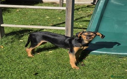 Mixed Breed dogs for adoption: Rosie Bud adorable puppy - Image 1