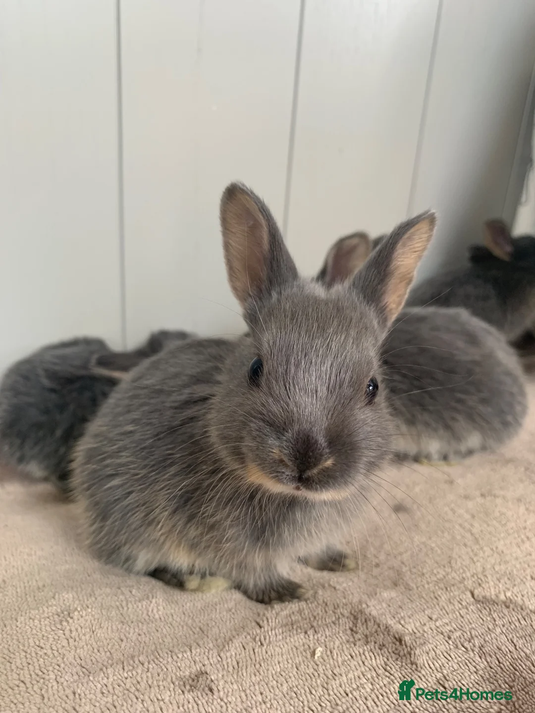 Mixed Breed rabbits for sale: Gorgeous baby bunnies - Advert 2