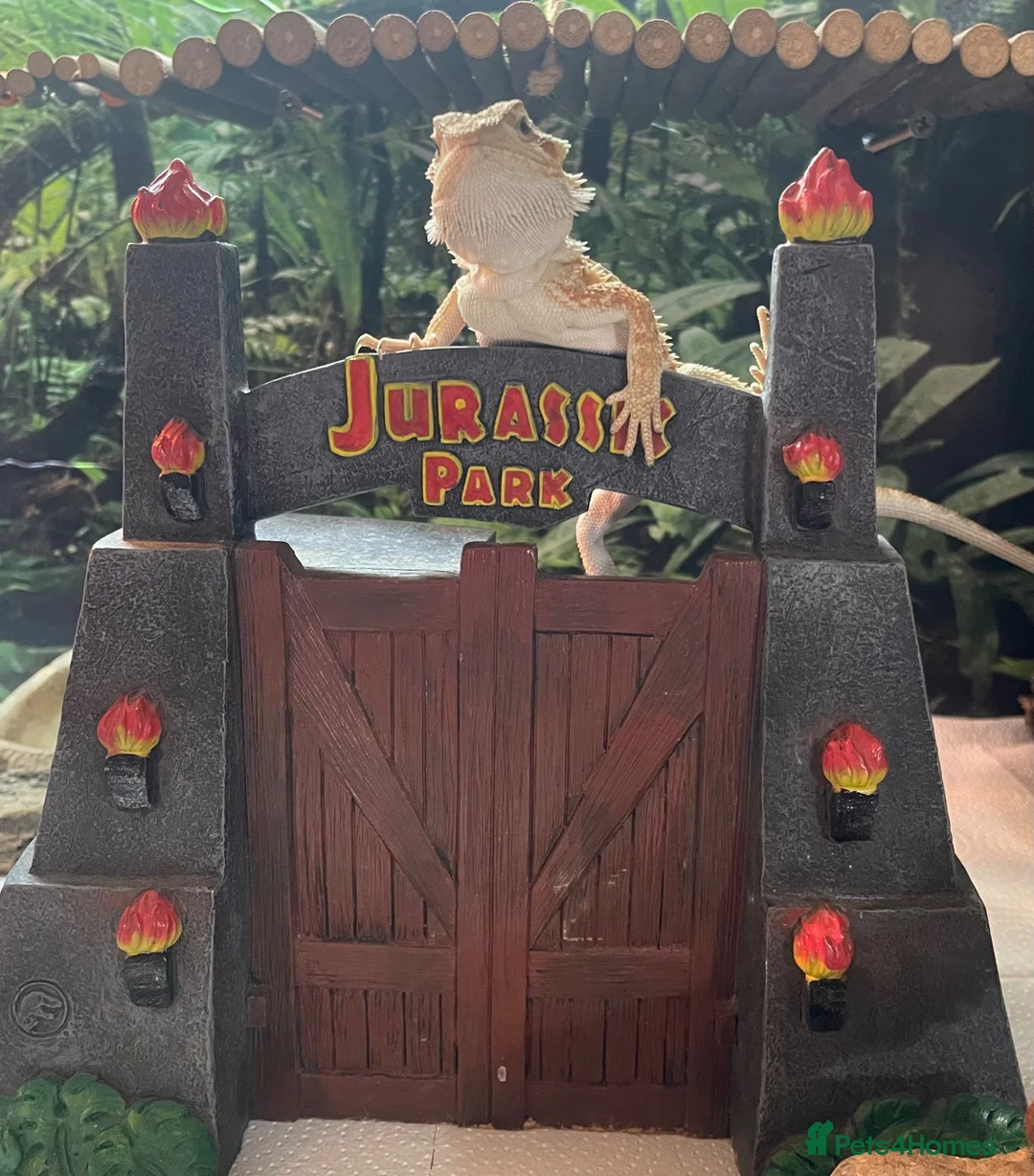 Bearded Dragon reptiles for sale: Juvenile Bearded dragons  - Advert 1