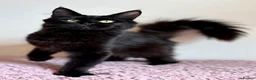 Maine Coon cats for sale: Beautiful Maine Coon female - Advert 3