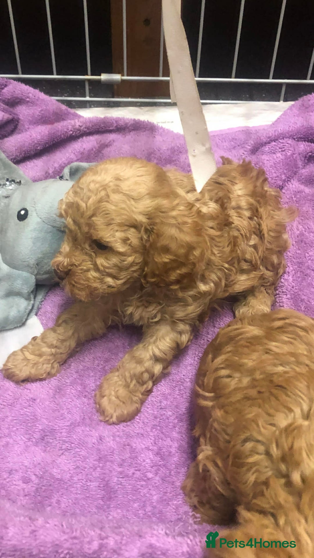 Cavapoo dogs for sale: Cavapoo puppies  - Advert 7