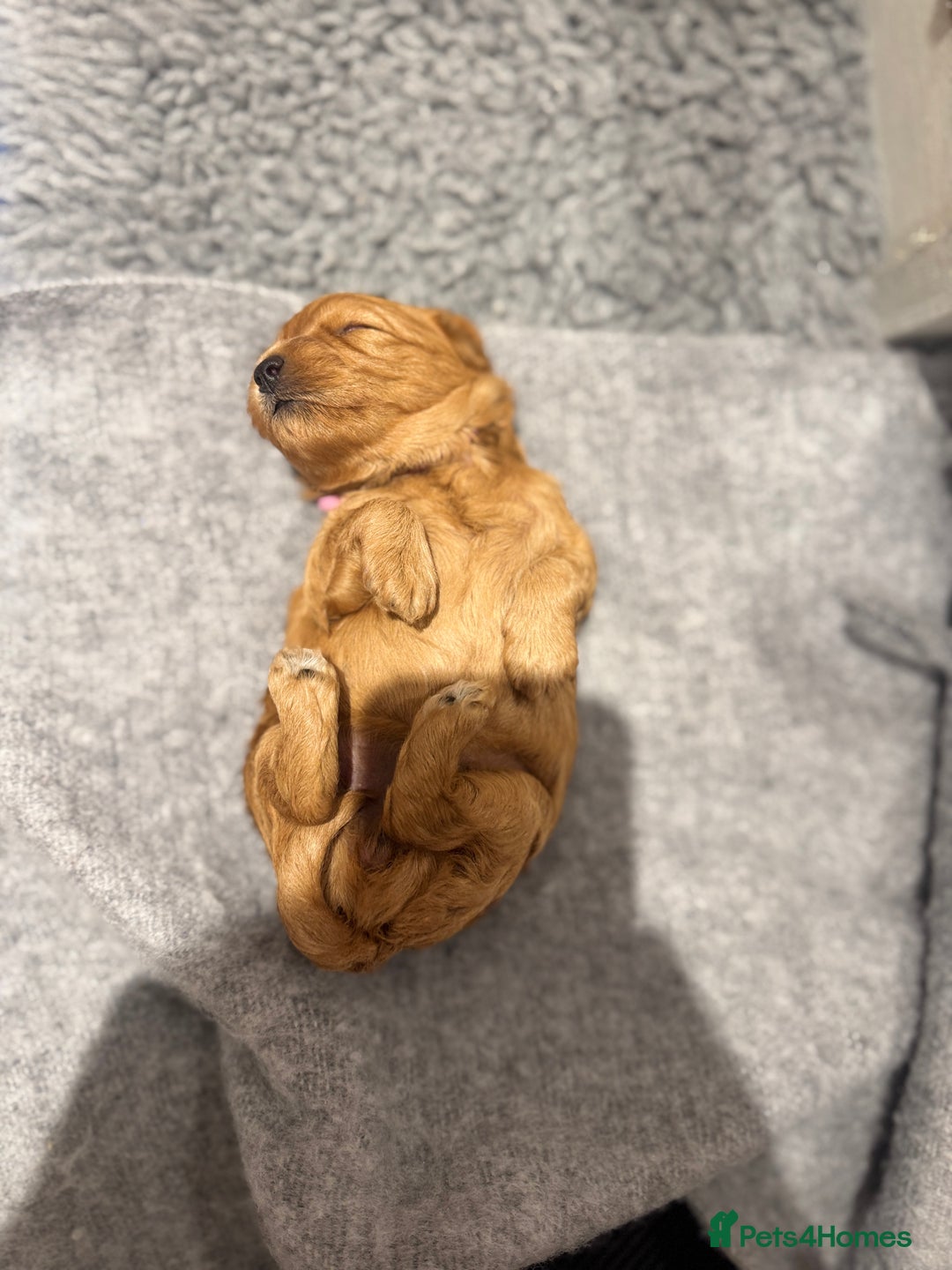 Cavapoo dogs for sale: Gorgeous Cavapoo Girl looking for loving home - Image 8