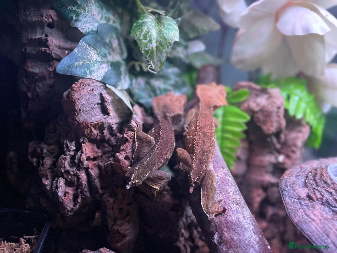 Leopard Gecko reptiles for sale: Crested Gecko + Full Setup - Image 5