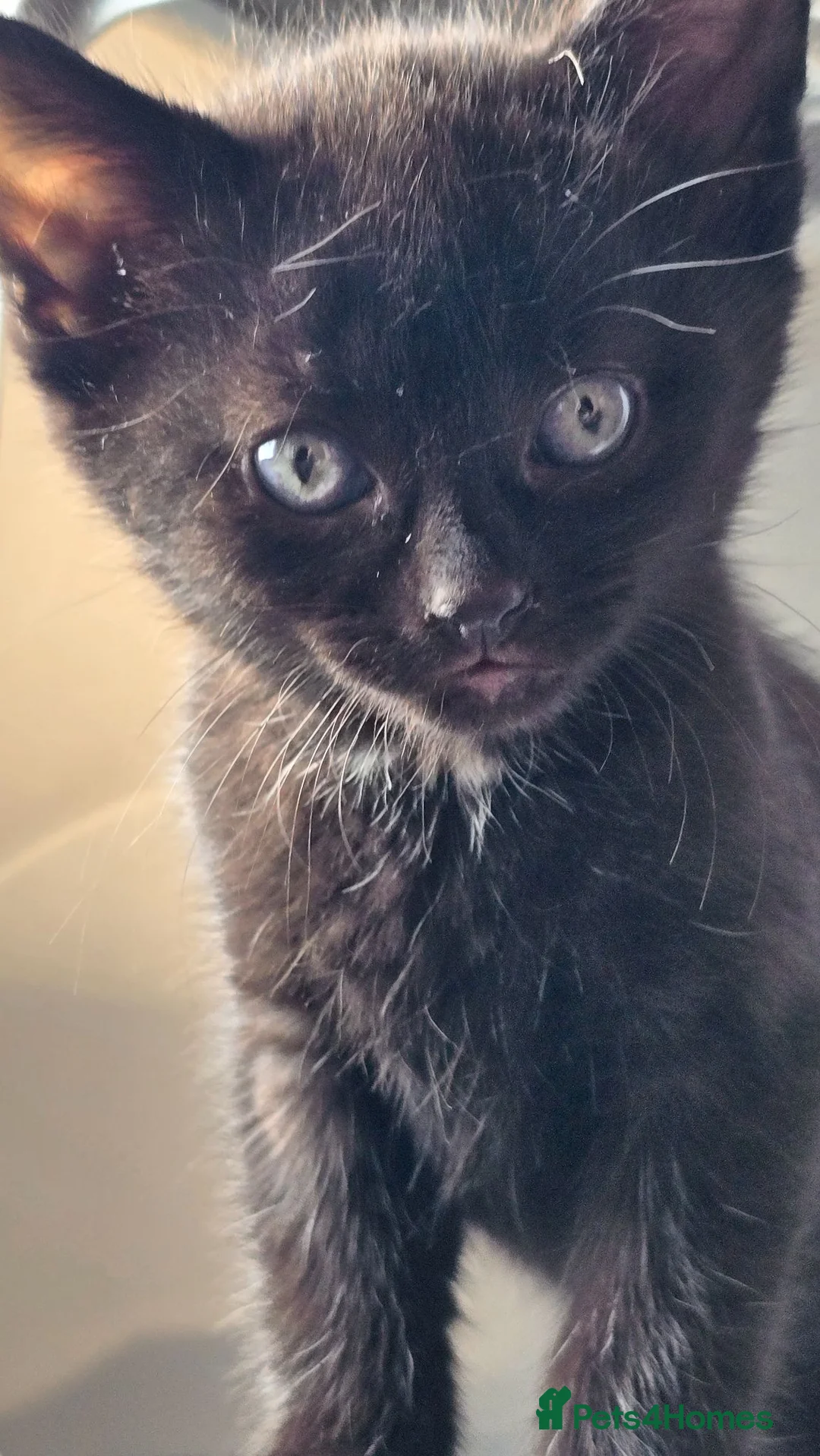 Mixed Breed cats for sale: Gorgeous litter almost ready to go. - Advert 2