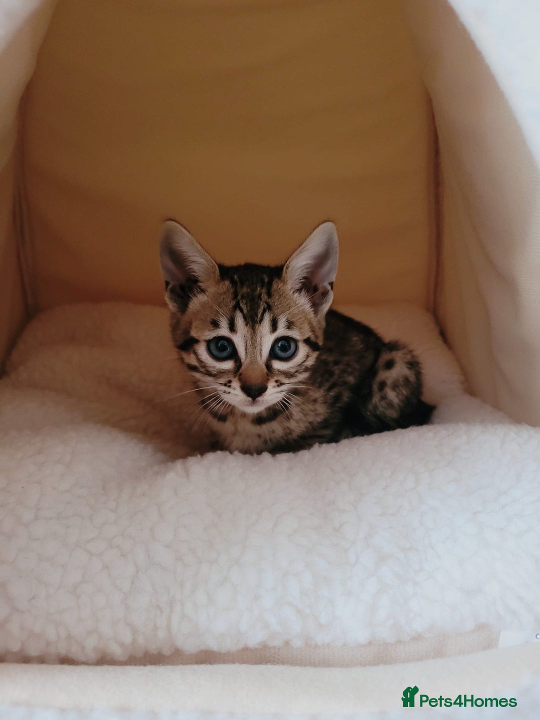 Savannah cats for sale: narla the f5 savannah - Advert 4