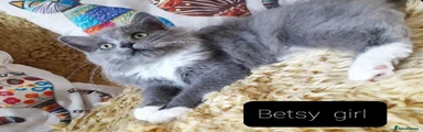 Maine Coon Kitten 4 Betsy 