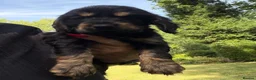 Cocker Spaniel dogs for sale: Show type cocker spaniels  - Advert 16