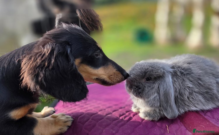Mini Lop rabbits - Advert 6