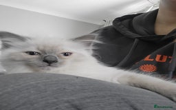 Ragdoll cats for sale: 5 beautiful ragdoll kittens - Image 13