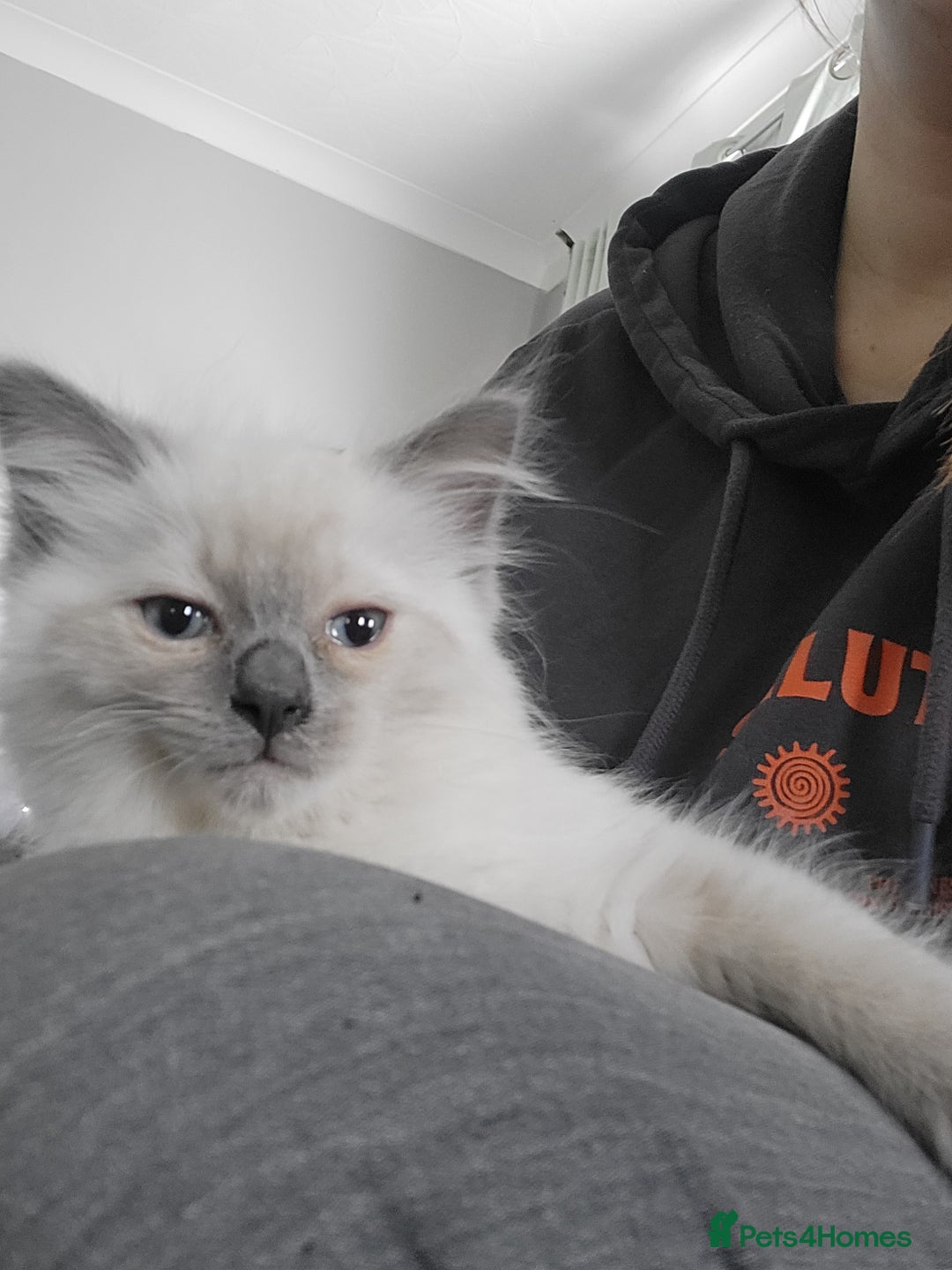Ragdoll cats for sale: 5 beautiful ragdoll kittens - Image 13