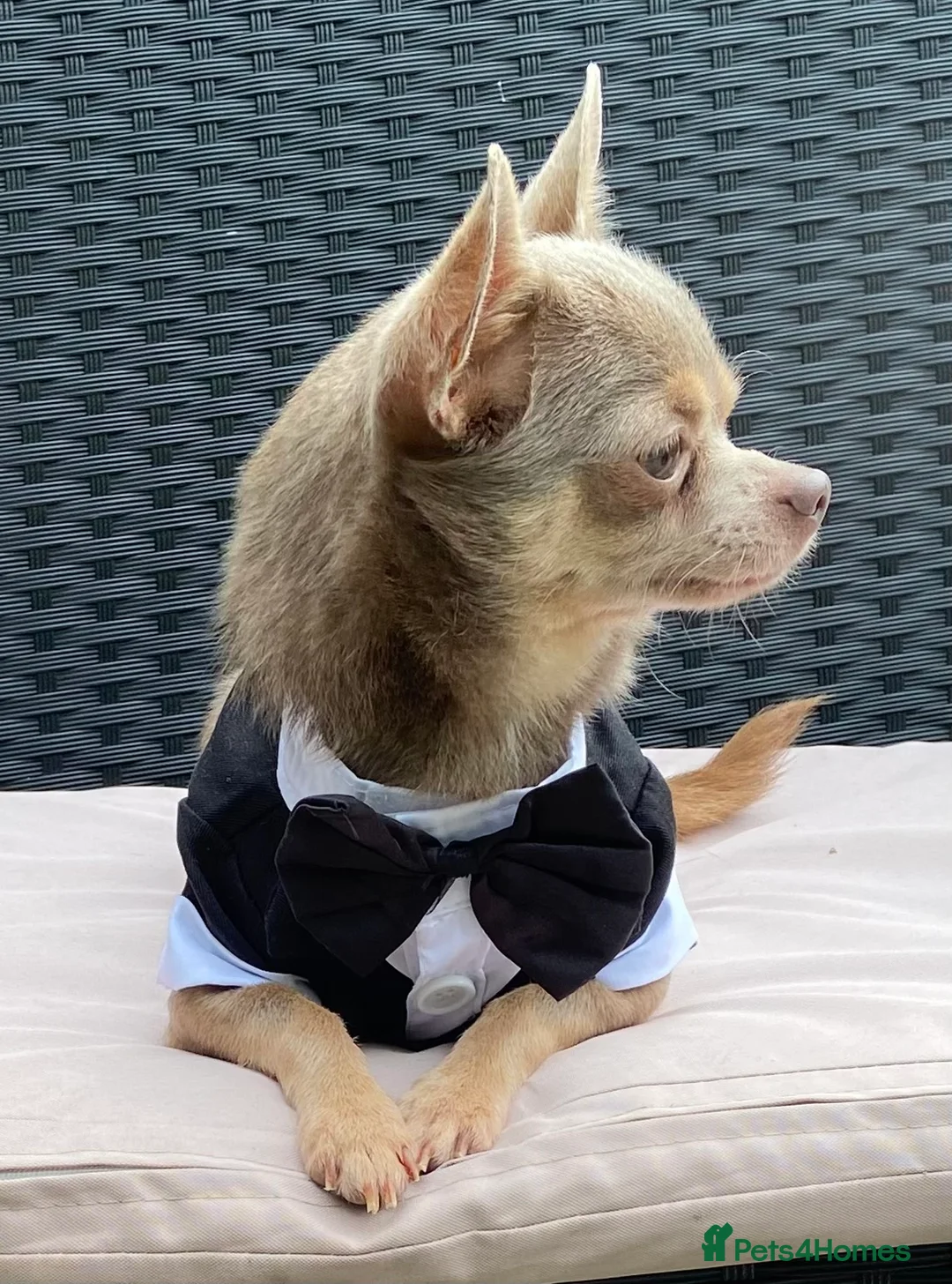 Chihuahua dogs for stud:  Kennel Club Registered Lilac Tricolour at stud in Luton - Advert 4