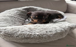 Mixed Breed dogs for sale: Mixed German Shepard ridgeback  - Image 5