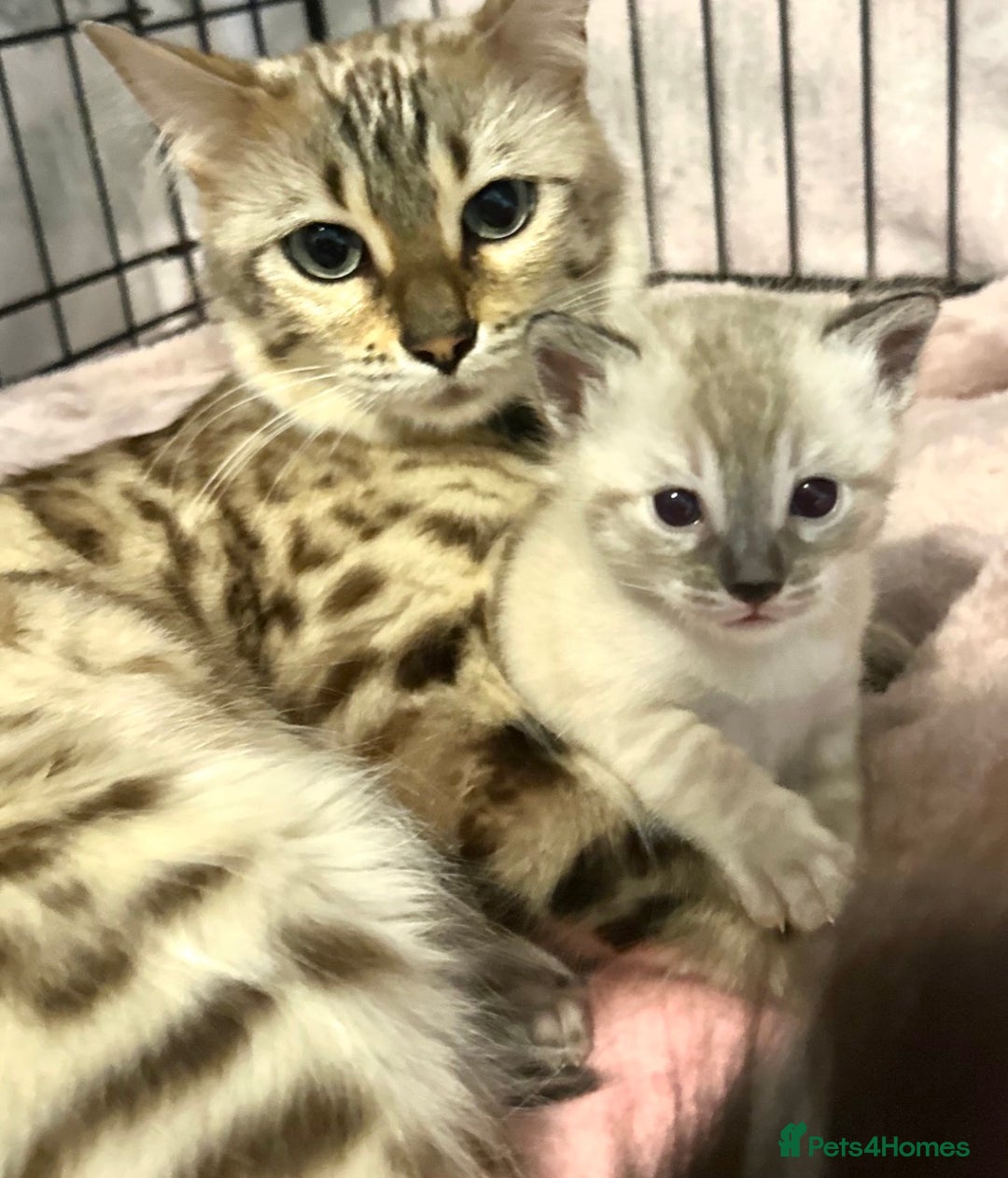 Bengal cats for sale: 🌟Seal Charcoal Spotted Lynx Snow Bengal🌟  - Advert 3