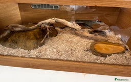 Corn Snake reptiles for sale: Corn Snake  - Image 8