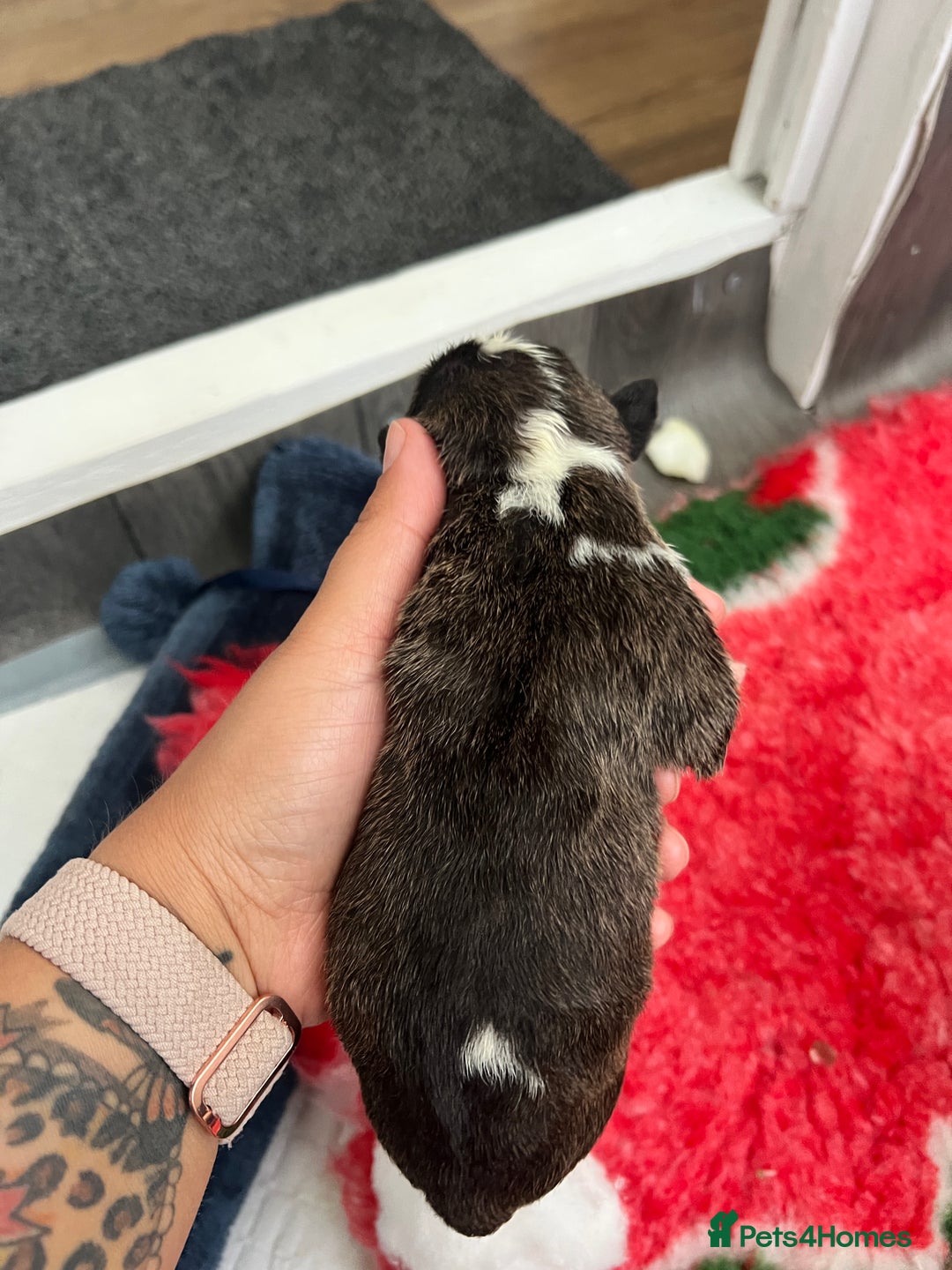 English Bull Terrier dogs for sale: Janineabullz bull terriers beautiful litter  - Image 14