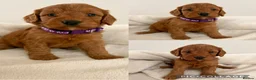 Cockapoo dogs for sale: Health Tested Fox Red Cockapoos - Advert 18