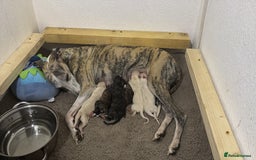 Whippet dogs for sale: 6x full breed pure whippet pedigree female pups - Image 3