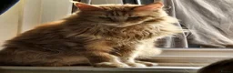 Maine Coon cats for sale: Red female Maine coon  - Advert 3