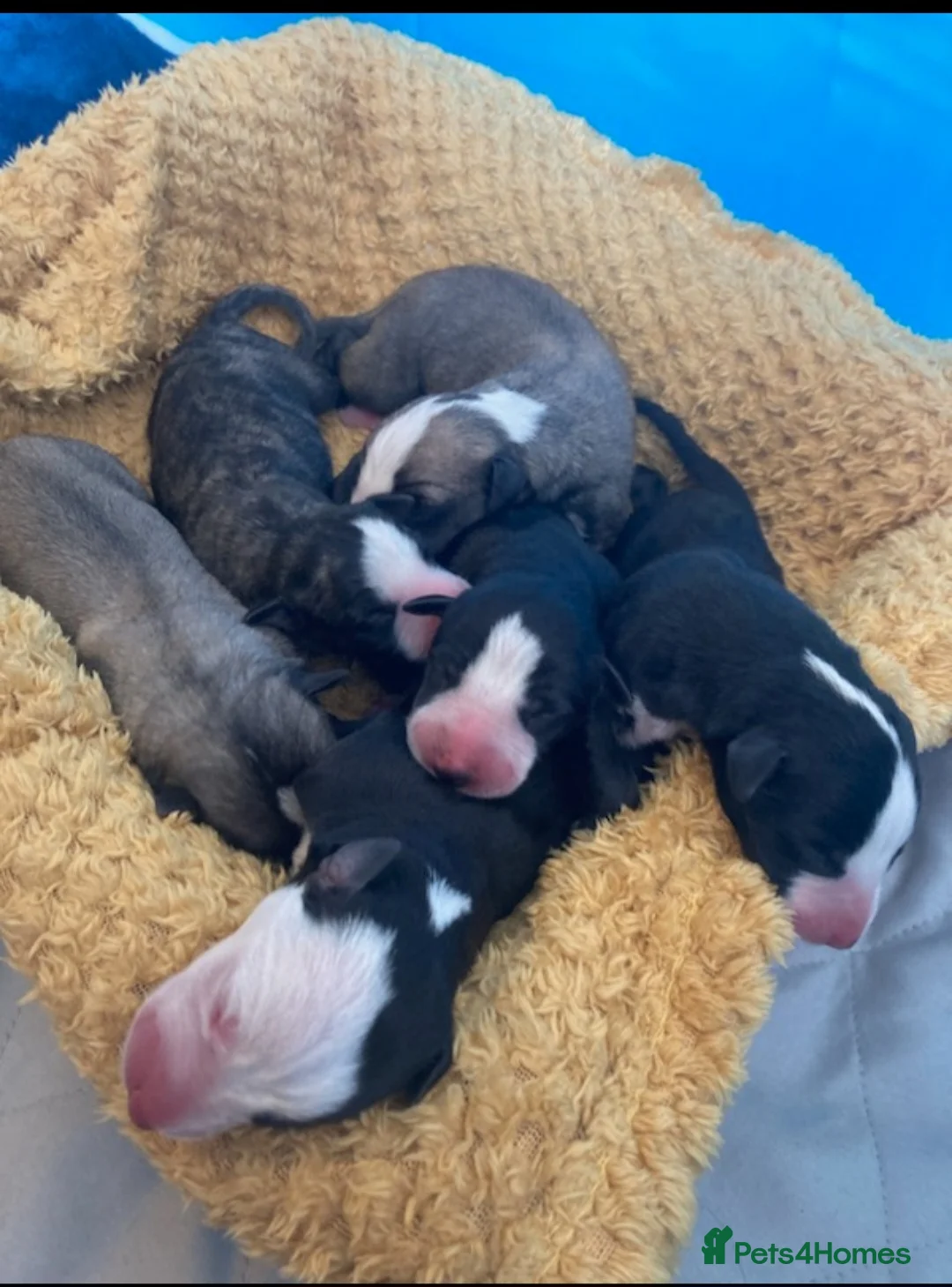 Whippet dogs for stud:  PROVEN kc reg whippet for stud in Consett - Advert 10