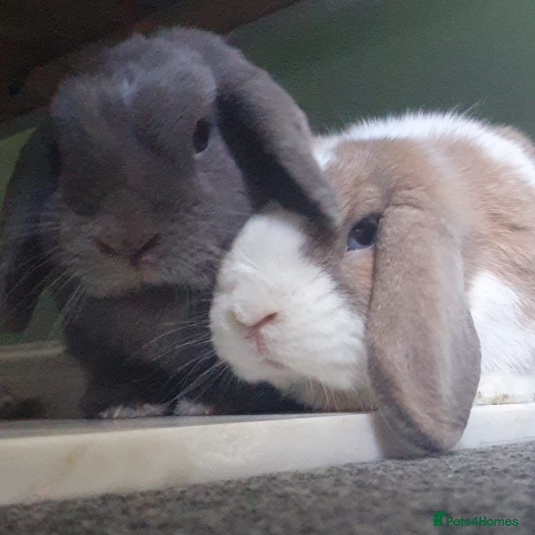 Mini Lop rabbits for sale: Lola & Frappe !!MUST GO TOGETHER!!🩷 - Advert 7