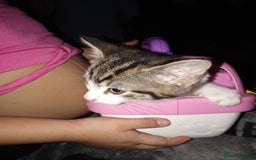 Mixed Breed cats for sale: Kittens for sale  - Image 2