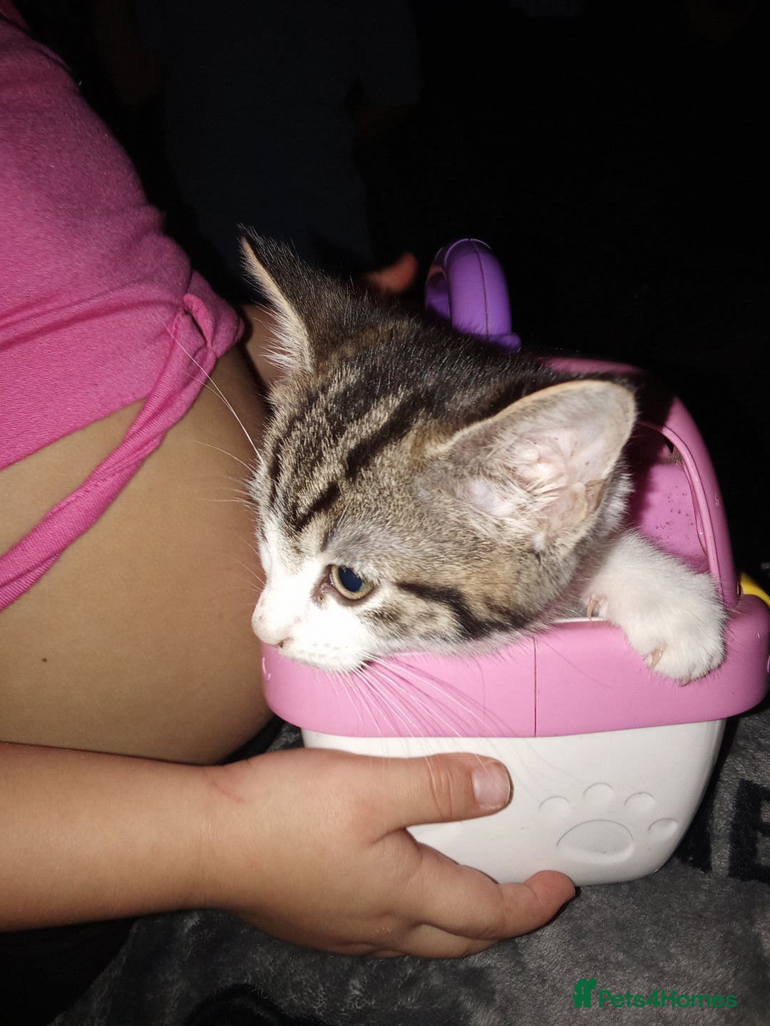 Mixed Breed cats for sale: Kittens for sale  - Image 2