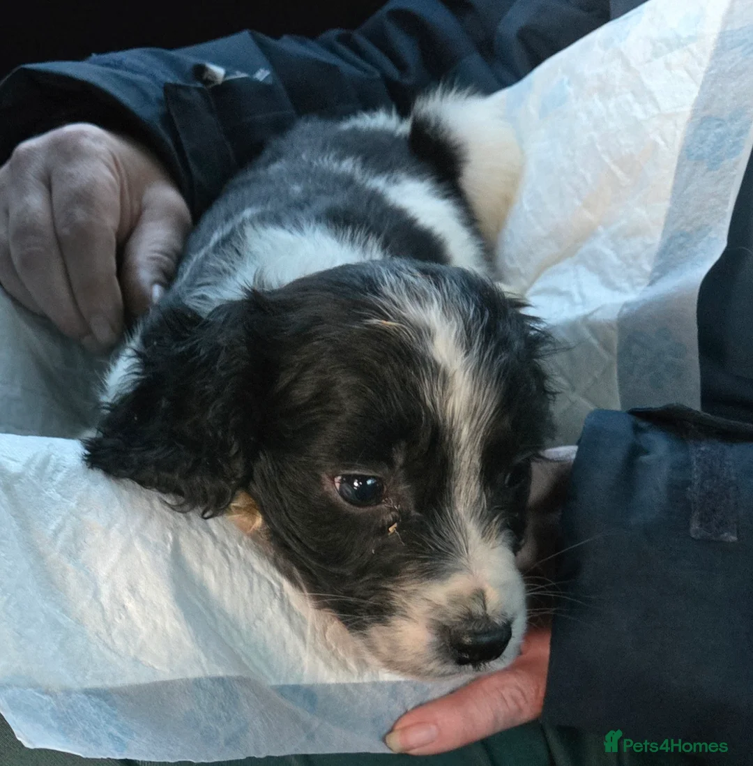 Cocker Spaniel dogs for sale: Cocker spaniel  - Advert 1