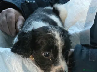 Cocker Spaniel dogs Cocker spaniel - Advert 1