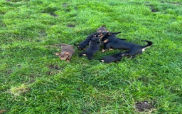 Lancashire Heeler dogs for sale: Beautiful Lancashire Heeler Pups  - Image 1