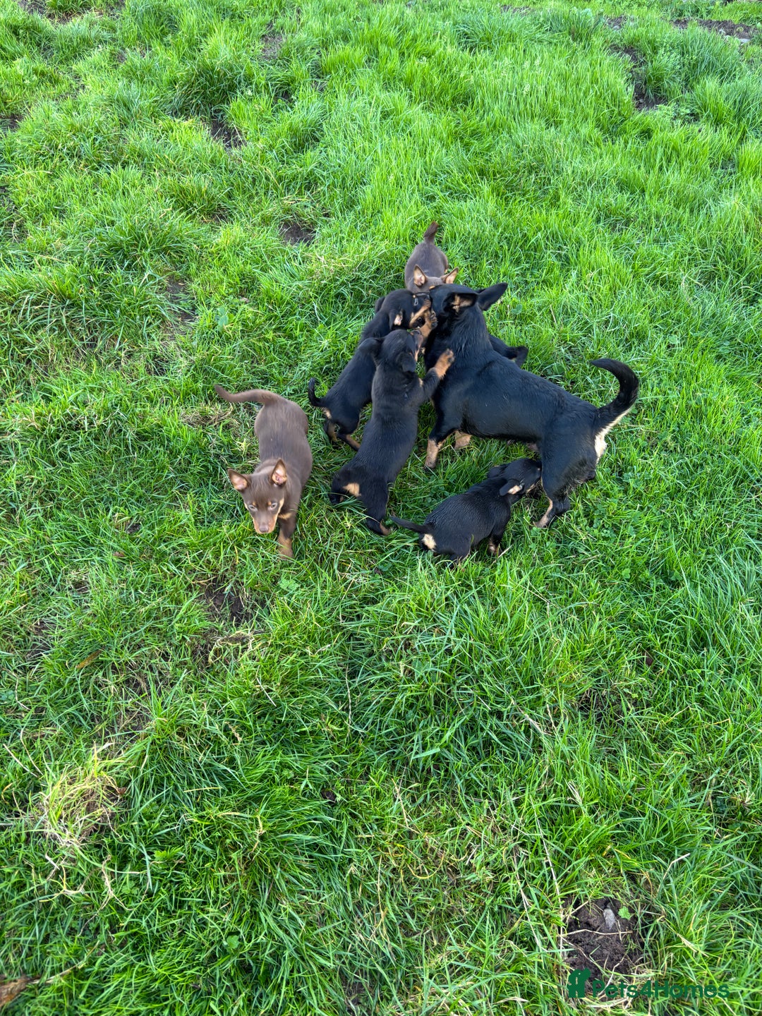 Lancashire Heeler dogs for sale: Beautiful Lancashire Heeler Pups  - Image 1