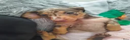 Miniature Dachshund dogs for sale: MINIATURE DACHSHUND! - Advert 3